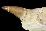 Mosasaur (Prognathodon) Jaw Section With Unerupted Tooth #150160-2